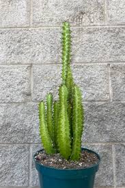 Image result for Euphorbia unicornis