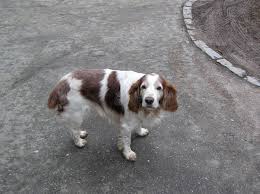 Image result for velššpringršpaněl