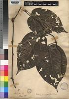 Image result for Triclisia