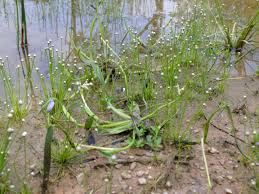 Image result for Eriocaulon africanum