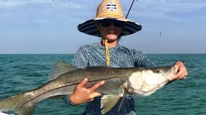 The biggest snook of all feed near the bottom in passes and inlets from may until october. Common Snook In The Gulf Of Mexico Blue Line Fishing Charters Llc