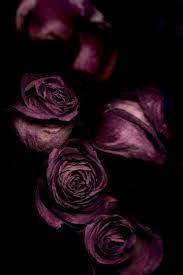 Brand Accesories Coming Soon Aesthetic Roses Rose Flower Wallpaper Skulls And Roses