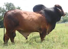 Pin By Jeremy Moore On Brahmans Bull Cow Big Animals Breeds Of Cows
