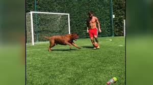 4:28 heather rooney recommended for you. Messi Voetbalt Met Zijn Hond Hulk Nos Jeugdjournaal