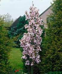 This lovely flowering japanese cherry is slender and columnar, making it the perfect tree for small yards and gardens where color is desired. 32 Best Columnar Trees For Tight Spaces Ideas Columnar Trees Trees And Shrubs Shrubs