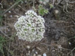Image result for Pimpinella ledermannii
