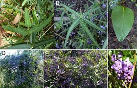 Image result for Hardenbergia comptoniana