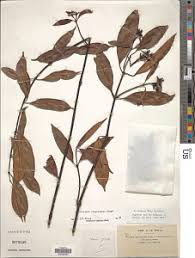 Image result for Ancylobothrys scandens