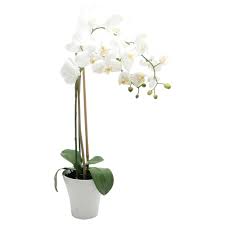 Orchid For Front Of Store Orchids Tesco Direct Plants