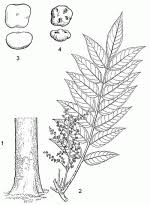 Image result for Antrocaryon