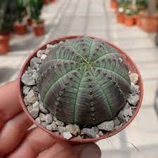 The price is low compared to other nurseries & the service is great. Euphorbia Obesa South Africa Uhlig Kakteen More Than 5 000 Different Species