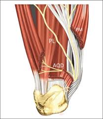 To describe changes in activation of the intrinsic plantar foot muscles after 4 exercises as measured with t2 magnetic resonance imaging (mri). Scielo Brasil Compressive Neuropathy Of The First Branch Of The Lateral Plantar Nerve A Study By Magnetic Resonance Imaging Compressive Neuropathy Of The First Branch Of The Lateral Plantar Nerve