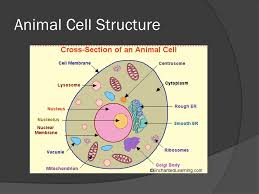 Check spelling or type a new query. Fahad Al Thani 7c Animal Cell Enclosed By A Plasma Membrane Contains A Membrane Bound Nucleus And Organelles Unlike The Cells Of Plants And Fungi Ppt Download