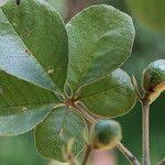 Image result for Vitex madiensis