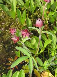 Image result for Pancovia