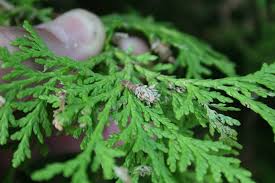Maybe you would like to learn more about one of these? Bagworms Are Here Extension Entomology