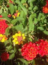 Lantana Lantana Camara This Appears To Be A Lantana Which Are Available In Many Colors Fast Growing And Lots Of Flowers Over Lantana Lantana Camara Plants