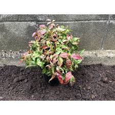 斑入りオタフクナンテン1pot お多福南天 万福 マンプク 低木苗 常緑 紅葉 赤葉 送料無料 0361030 1 お台場ガーデンクラブ 通販 Yahoo ショッピング