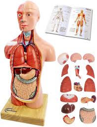 This includes the eye, female thoracic wall, half of the lung, heart, liver, stomach and more. Buy 2021 Newest Design Human Body Model For Kids Ages 6 15 Pcs Removable Human Torso Anatomy Model With Heart Brain Skeleton Head Model For Medical Student Learning Tool Education Display Wooden Base Online In