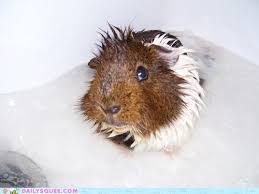 Reader Squees I Ll Get You For This Daily Squee Cute Animals Cute Baby Animals Cute Animal Pictures Animal Gifs Gif Animals