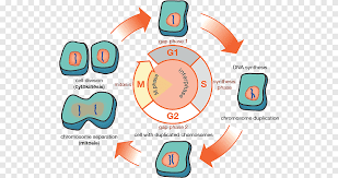 Interphase is not a stage of mitosis: G1 Phase G2 Phase Cell Cycle Mitosis Interphase Biological Medicine Catalogue Text Biology Png Pngegg