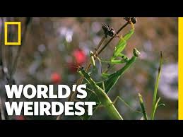 Ehrlich provides both residential and commercial pest control through a network of 40 plus community based offices. 5 Praying Mantis Facts Ehrlich S Debugged Blog