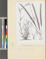 Image result for Perotis patens