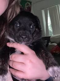 Rehoming Texas Heeler/Dutch Shepherd Puppies in Eugene, Oregon