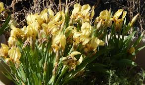 Image result for Disperis reichenbachiana