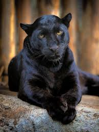 San diego zoo global researchers have confirmed the presence of rare black leopards living in laikipia county, kenya. Black Panther Facts