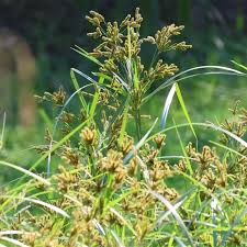 Image result for Cyperus exaltatus