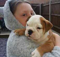 We often have french bulldog puppies that haven't been placed on our site yet, so please contact us if you don't see the puppy of your dreams available here. 12 Weeks Female English Bulldog Bulldog Puppy For Sale In Norway Maine Classified Americanlisted Com