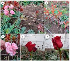 Image result for Rosa sp.