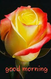 Good morning images wallpaper photo pics download for facebook. Good Morning With Beautiful Flower Desicomments Com