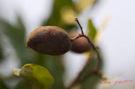 Image result for Dialium englerianum