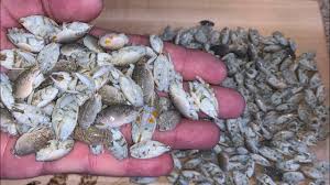 They are so small that you probably will not see them. Fleas How To Catch Clean Cook Sand Fleas Youtube