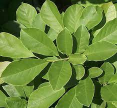 From wikimedia commons, the free media repository. Know Your Trees Magnolias The Georgetown Metropolitan