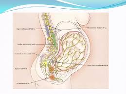 Image result for Paracervical Block