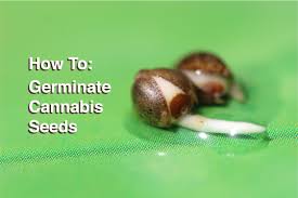 How long does it take for seeds to sprout? How To Germinate Cannabis Seeds Amsterdam Genetics