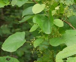 Image result for Cissampelos