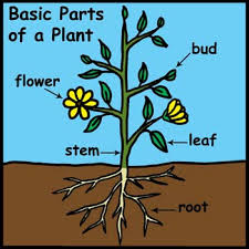Flowering plants rely on pollination for reproduction, whereas nonflowering plants rely on dispersion to continue their life cycle. Non Flowering Plants Facts For Kids All You Need To Know
