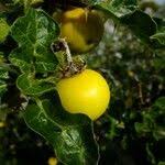 Image result for Solanum anguivi