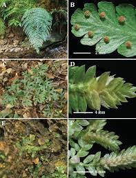 Image result for Amblovenatum opulentum