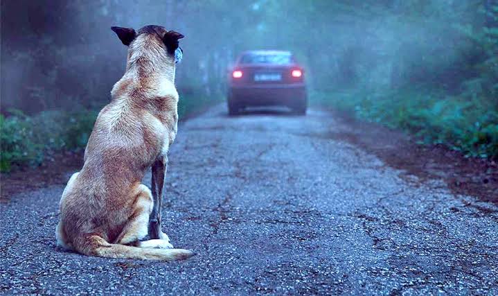 Resultado de imagem para maus tratos a animais é crime"