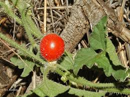 Image result for Cucumis maderaspatanus