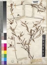 Image result for Melhania prostrata