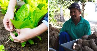 O dia 12 de outubro, quando foi promulgado o decreto, passou a ser o dia do engenheiro agrônomo. 28 De Julho Dia Do Agricultor Um Homenagem Especial Em Fotos