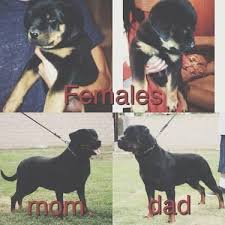 Check spelling or type a new query. Rottweiler Puppies For Sale California