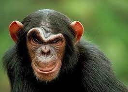 15 hilarious monkey memes to brighten your day funny monkey memes monkeys funny monkey memes