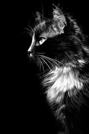 Lulu Moonwood Murakami Adli Kullanicinin Kedi Kedi Miyav Dedi Panosundaki Pin Cok Sirin Hayvanlar Hayvan Kediler Ve Yavrulari